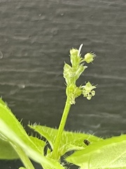 Leidesia procumbens
