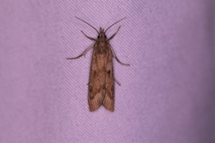 Thopeutis forbesellus