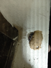 Dolichomutilla sycorax