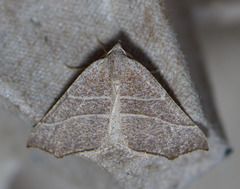 Pherne sperryi