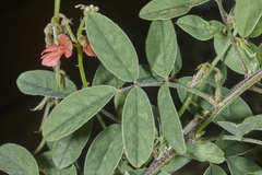 Indigofera jamaicensis