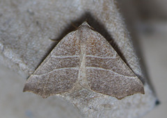 Pherne sperryi