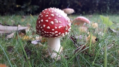Amanita muscaria