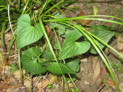 Viola missouriensis