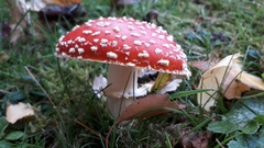 Amanita muscaria