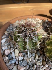 Thelocactus bicolor