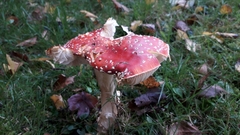 Amanita muscaria