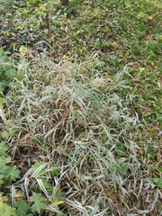 Phalaris arundinacea picta