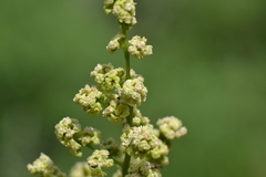 Rhus coriaria