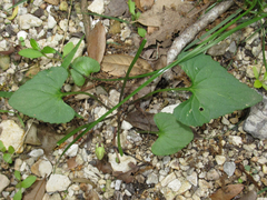 Viola missouriensis