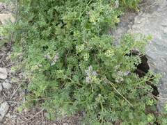 Solanum brachyantherum