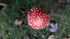 Amanita muscaria