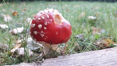 Amanita muscaria