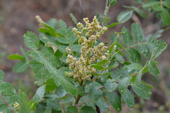 Rhus coriaria
