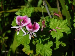 Pelargonium greytonense