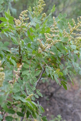 Rhus coriaria
