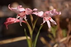 Gladiolus carneus