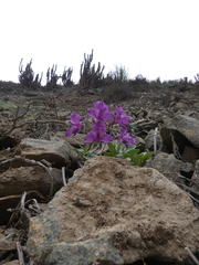 Alstroemeria violacea