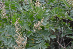 Rhus coriaria