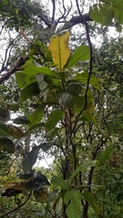 Triplaris americana