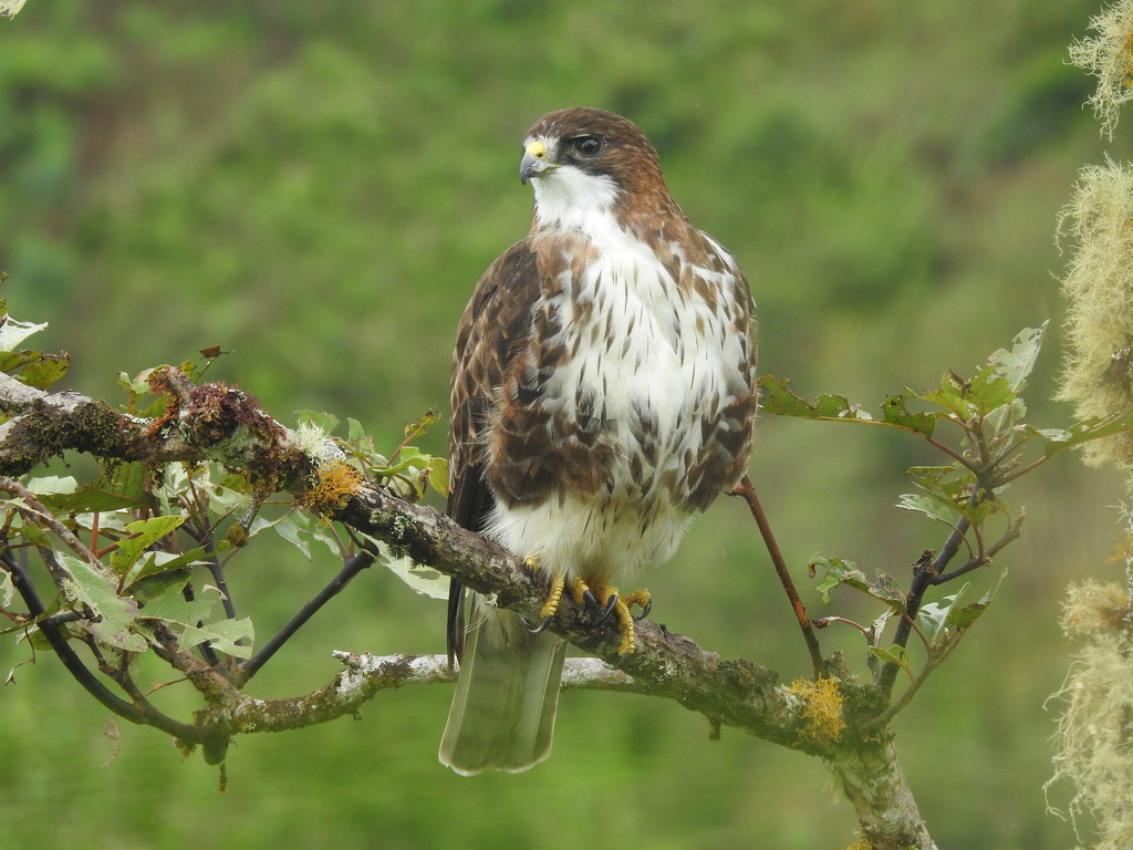 White-throated Hawk photo