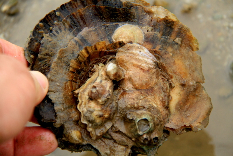 Hong Kong Cultured Oyster