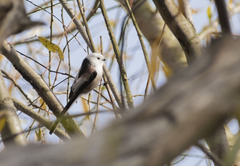 Aegithalos caudatus