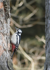 Dendrocopos major