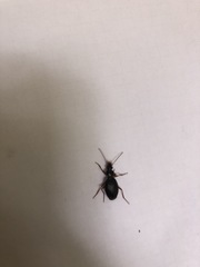 Platynus scrobiculatus