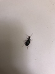 Platynus scrobiculatus