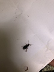 Platynus scrobiculatus