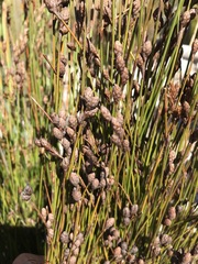 Nevillea obtusissima