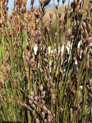 Nevillea obtusissima