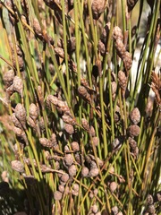 Nevillea obtusissima