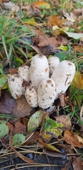 Coprinus comatus