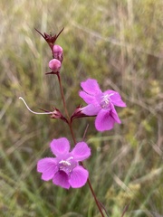 Agalinis harperi