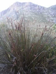 Thamnochortus insignis