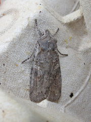 Lithophane laticinerea