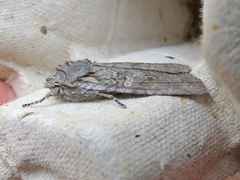 Lithophane laticinerea