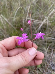 Agalinis harperi
