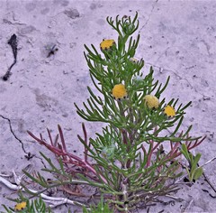 Hymenoxys anthemoides