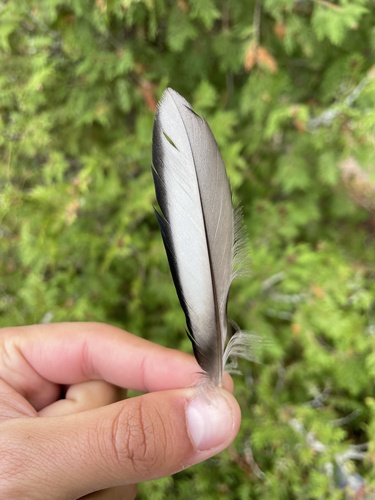 Plume de Harle huppé