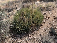 Agave utahensis
