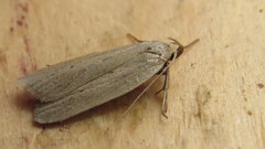 Gonioterma mistrella