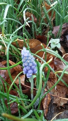 Muscari botryoides