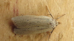 Gonioterma mistrella