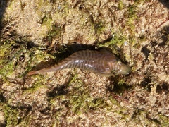 Lepadogaster lepadogaster