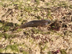 Lepadogaster lepadogaster