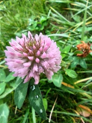 Trifolium pratense