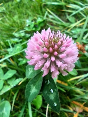 Trifolium pratense